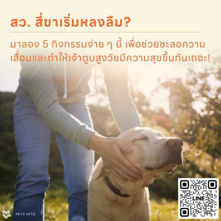 สว สี่ขาเริ่มหลงลืม เคล็ดลับ ปลุกสมอง หมาแก่ให้กลับมาเฟรช บ้านไหนมีน้องหมาวัยเก๋
