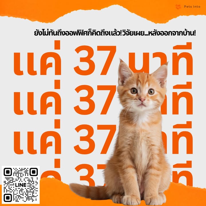 ยังไม่ทันถึงออฟฟิศก็คิดถึงแล้ว วิจัยเผย ทาสแมวใจสั่นแค่ นาทีหลังออกจากบ้าน เป็นก