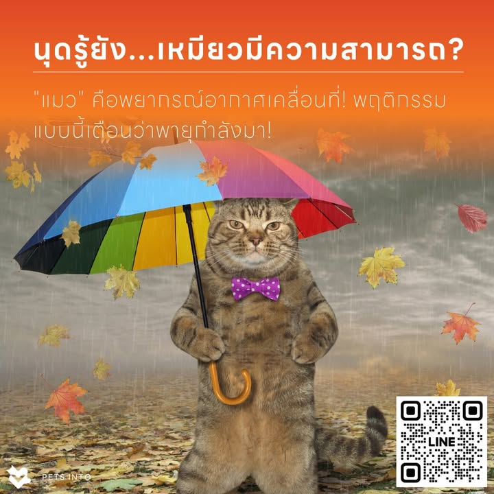 นุดรู้ยัง แมว คือพยากรณ์อากาศเคลื่อนที่ พฤติกรรมแบบนี้เตือนว่าพายุกำลังมา เห็นเจ
