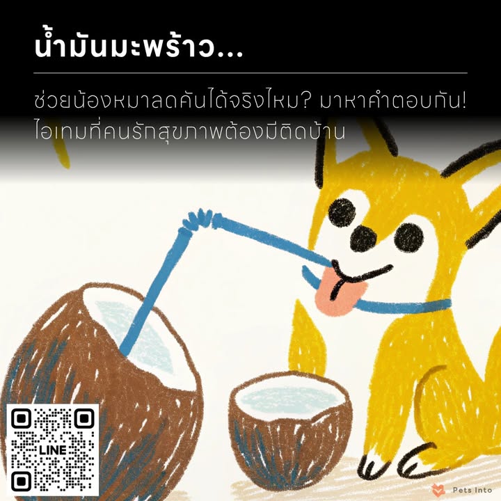 น้ำมันมะพร้าว ช่วยน้องหมาลดคันได้จริงไหม มาหาคำตอบกัน สรรพคุณ จิ๋วแต่แจ๋ว ของน้ำ