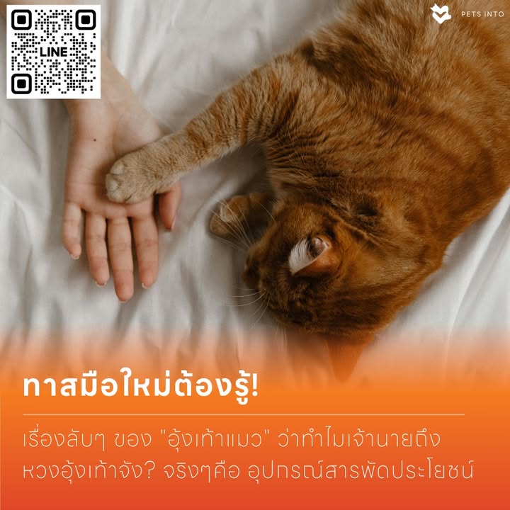 เรื่องลับๆ ของ อุ้งเท้าแมว ที่ทาสมือใหม่ต้องรู้ ทำไมต้องดูแล นุดเคยสงสัยไหมคะว่า