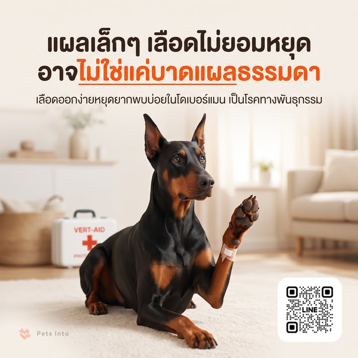 น้องหมาเป็นแผลเล็กๆ แต่เลือดไหลไม่ยอมหยุดนานผิดปกติ หรือมีจ้ำเลือดตาม