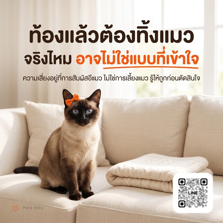 ท้องแล้วต้องทิ้งแมวไหม คำถามที่คนเลี้ยงแมวหลายคนกังวลเวลารู้ว่าตั้ง