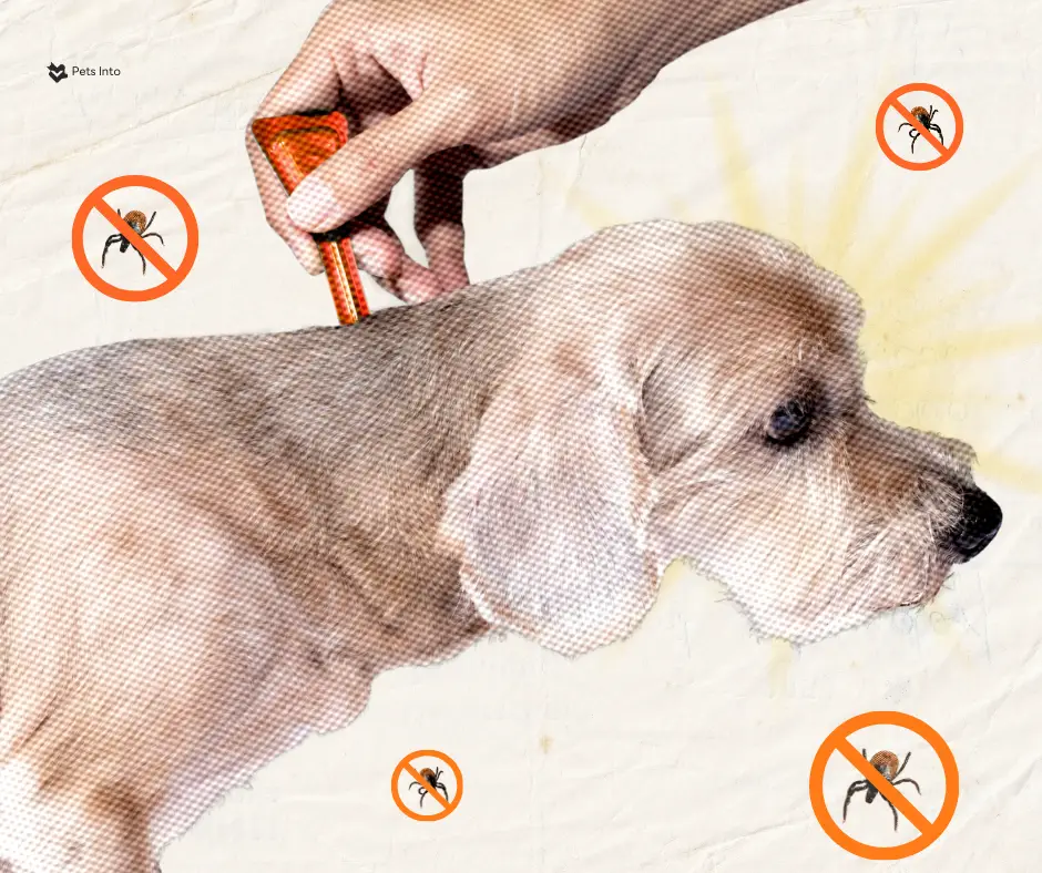 เห็บหมัด การป้องกัน สัตว์เลี้ยง petsinto.com