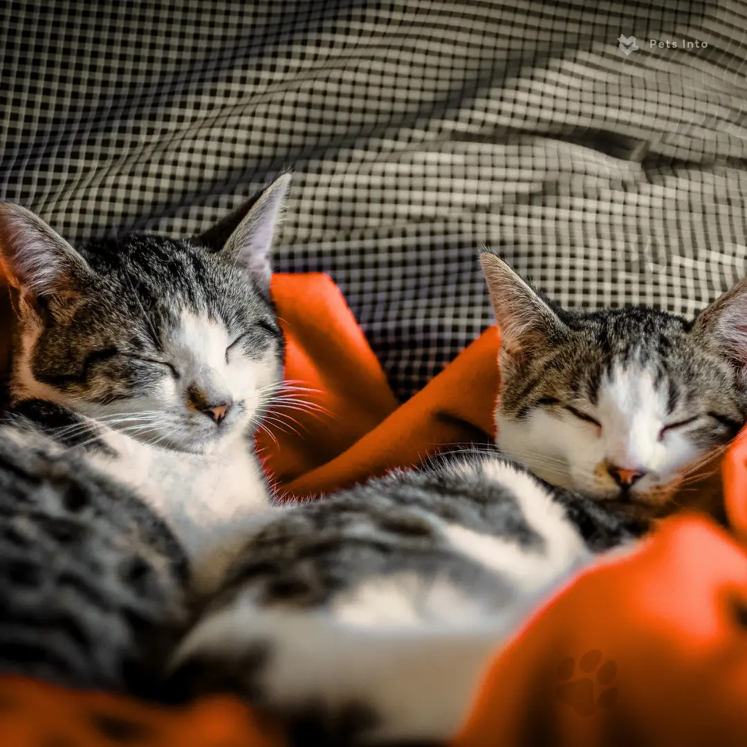 ประโยชน์ ทำหมัน สัตว์เลี้ยง ดูแล petsinto.com