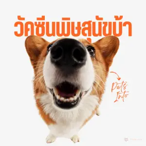 วัคซีน พิษสุนัขบ้า ความปลอดภัย สัตว์เลี้ยง petsinto.com