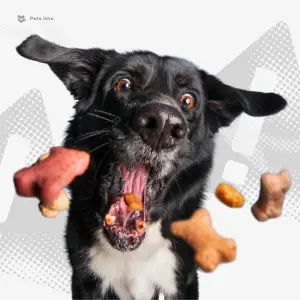 สุนัขอาเจียน ปรึกษาสัตวแพทย์ ป่วย สุนัข pesinto.com