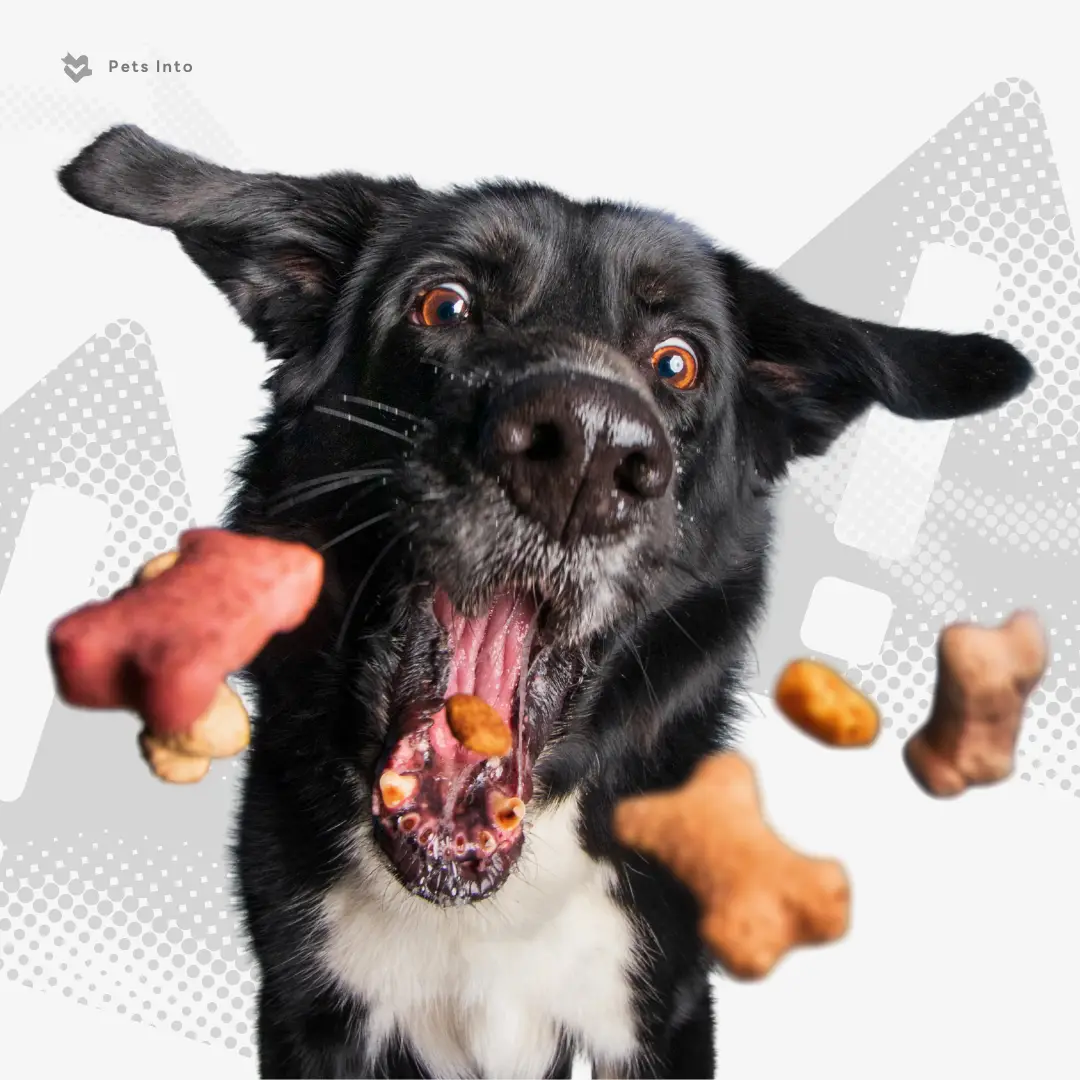 สุนัขอาเจียน ปรึกษาสัตวแพทย์ ป่วย สุนัข pesinto.com