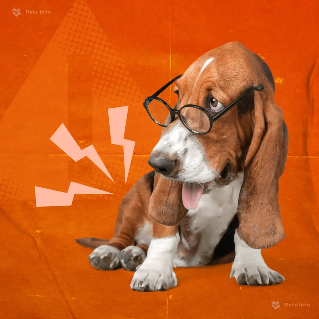 ปวดท้องสุนัข อาการป่วยสุนัข ระบบย่อยอาหาร petsinto.com