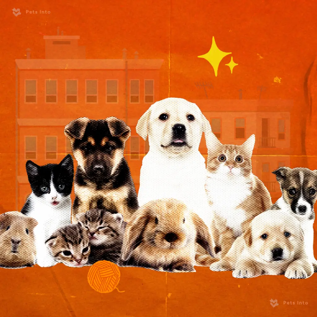 สุนัขคอนโด สายพันธุ์สุนัข เลี้ยงสุนัขในเมือง petsinto.com