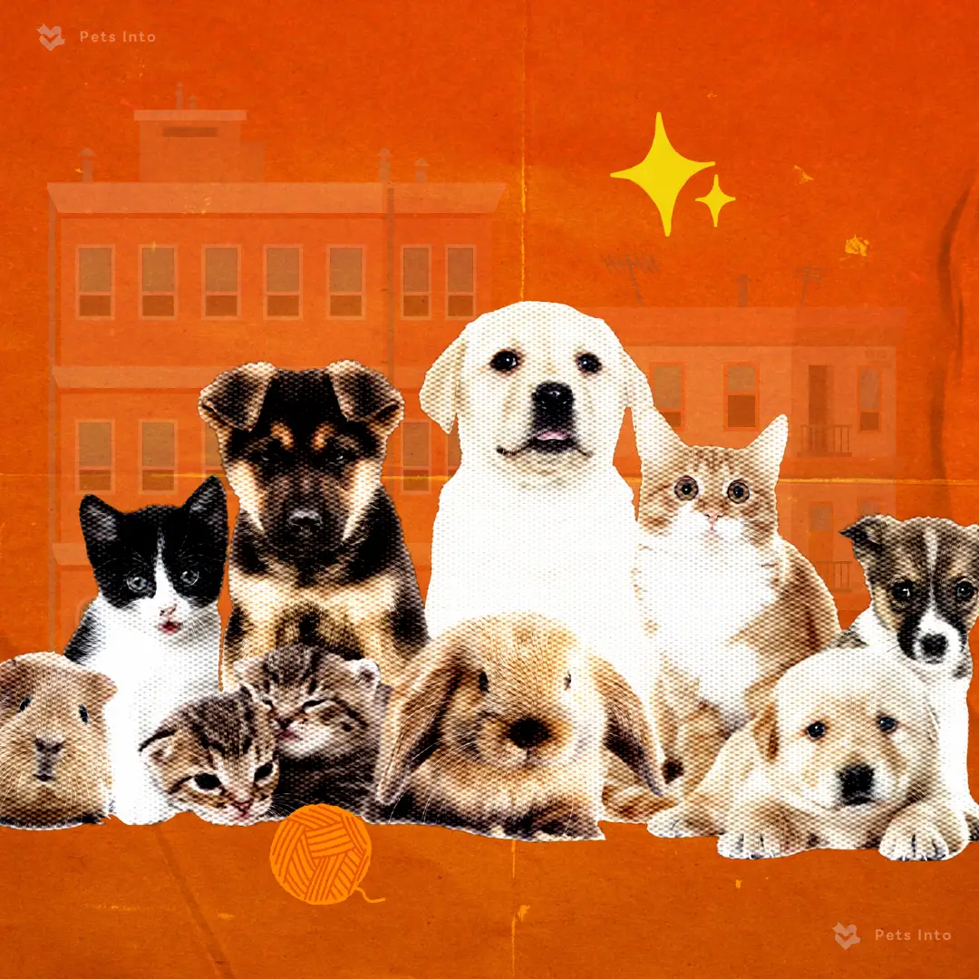 สุนัขคอนโด สายพันธุ์สุนัข เลี้ยงสุนัขในเมือง petsinto.com