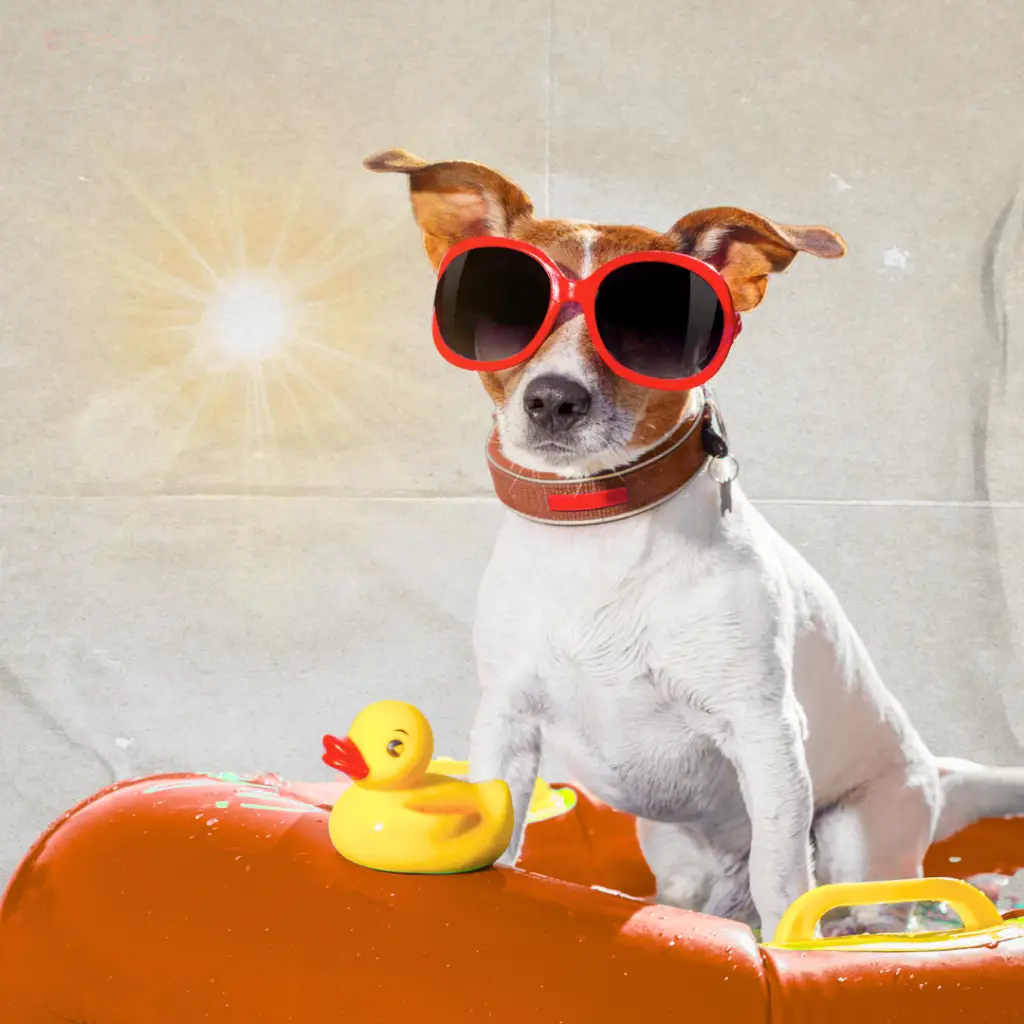 หน้าร้อน ดูแลสัตว์เลี้ยง คลายร้อน ฮีทสโตรก petsinto.com