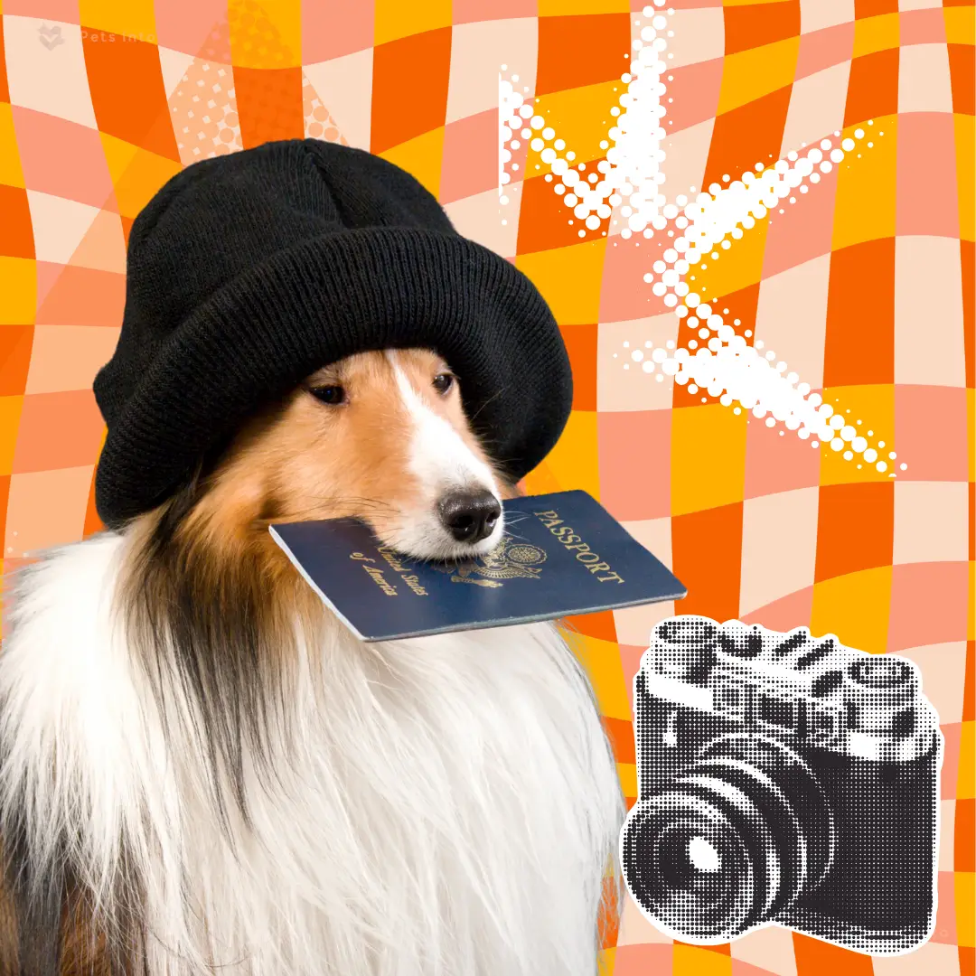 เที่ยวกับสัตว์เลี้ยง เตรียมตัวเดินทาง สุนัขเดินทาง petsinto.com