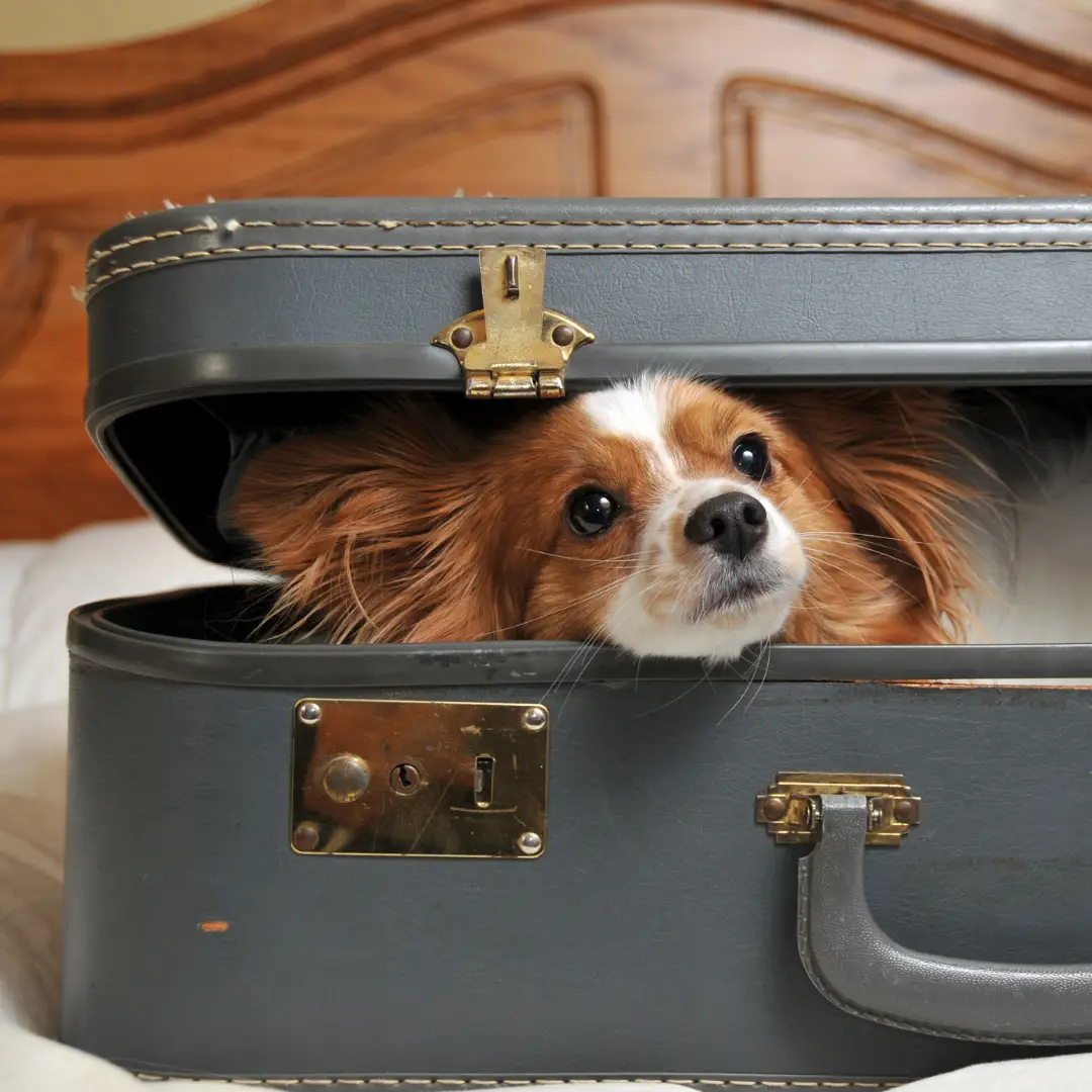 ไปหาหมอ เตรียมตัว การดูแลสุนัข petsinto.com