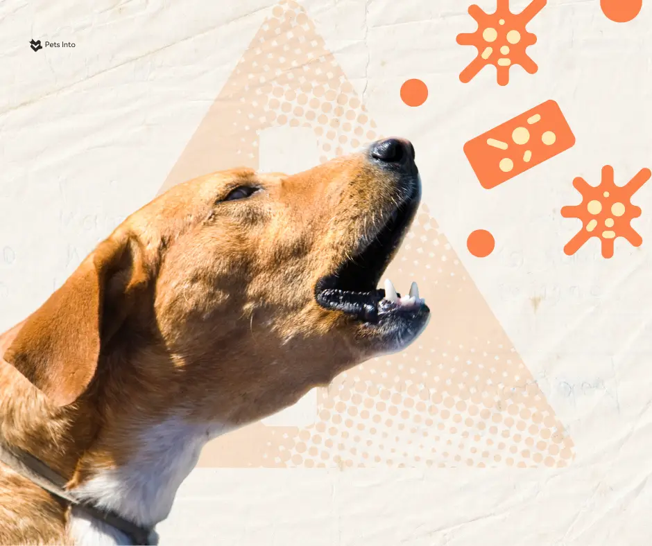 สุนัขไอ อาการป่วยสุนัข การหายใจสุนัข รักษา petsinto.com