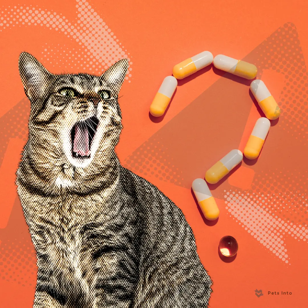 สิ่งของอันตราย สัตว์เลี้ยง ปลอดภัย อันตรายสัตว์เลี้ยง ระวัง ดูแล petsinto.com