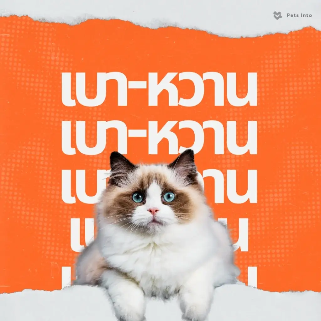เบาหวาน สัตว์เลี้ยง สัตว์แพทย์ออนไลน์ รักษาสุนัข รักษาแมว petsinto.com