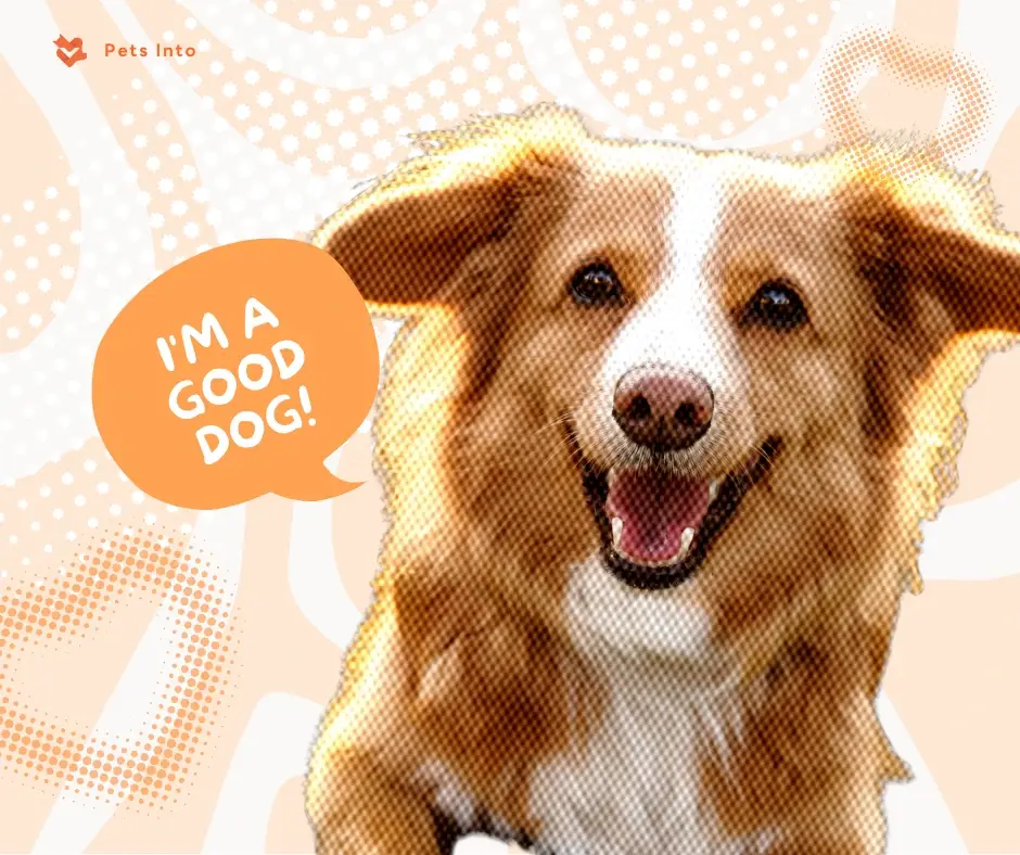 กิจกรรม เลี้ยง หมา สุนัข petsinto.com