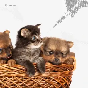 วัคซีนสุนัข วัคซีนแมว ลูกหมา ลูกแมว petsinto.com