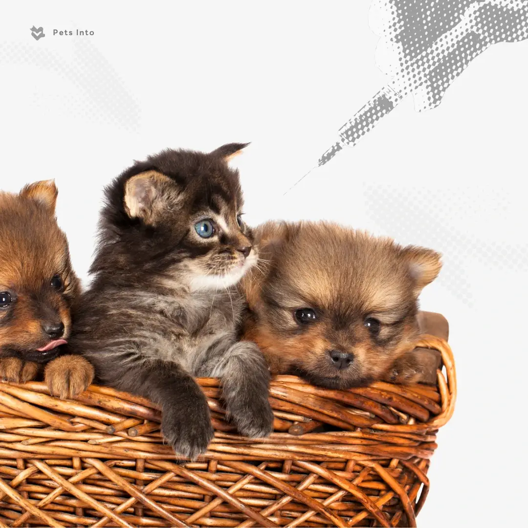 วัคซีนสุนัข วัคซีนแมว ลูกหมา ลูกแมว petsinto.com